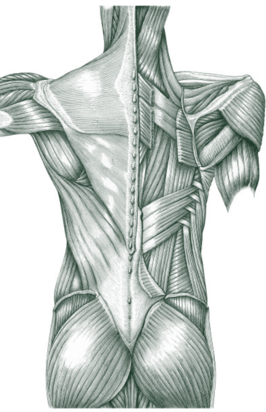 Illustration of the muscles of the back